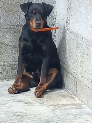 Étalon Terrier de chasse allemand - Luthor du petit bornais saint martin