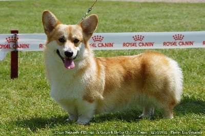 Étalon Welsh Corgi Pembroke - Opus Grande Tuk tuk pondichery