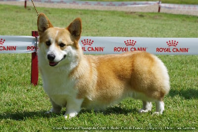 Étalon Welsh Corgi Pembroke - corgi red hill Maghy