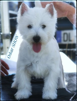 Étalon West Highland White Terrier - Oskar show