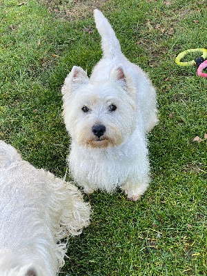 Étalon West Highland White Terrier - Peyton du mas des lilas (Sans Affixe)