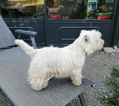 Étalon West Highland White Terrier - Sansa De La Vallée D'elleron