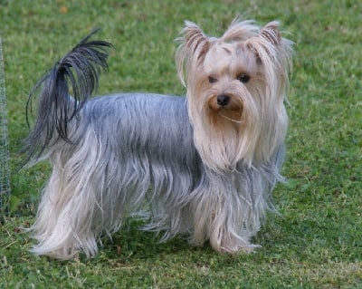 Étalon Yorkshire Terrier - Roxie music de l' arche d'or