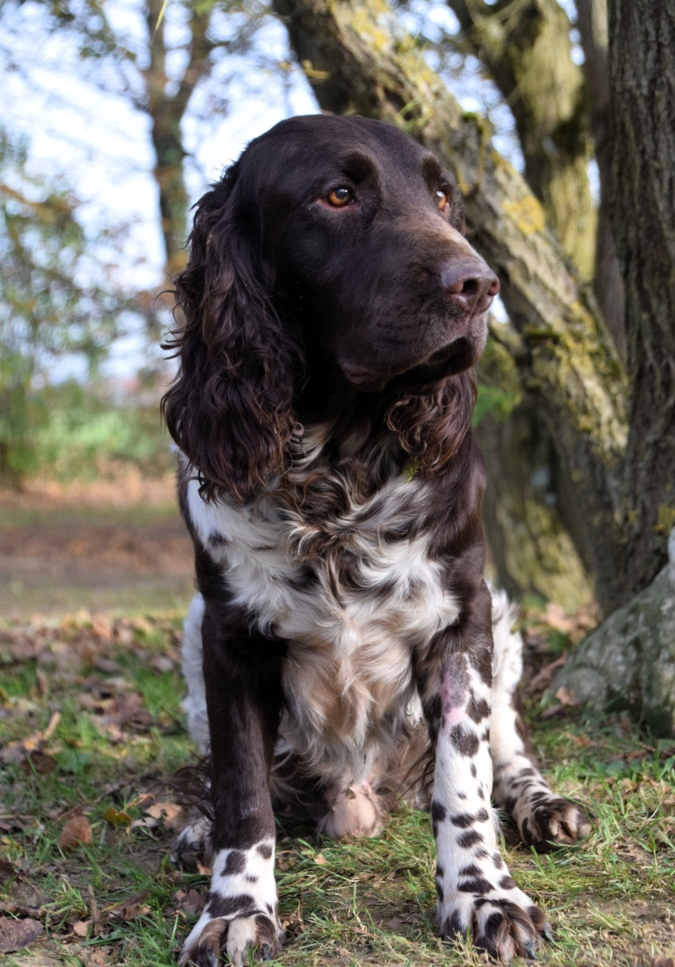 Publication : De La Dernière Harde De Sologne 