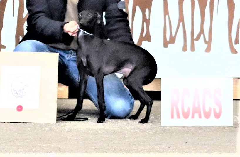 Petit guerlain du domaine de Chanteloup