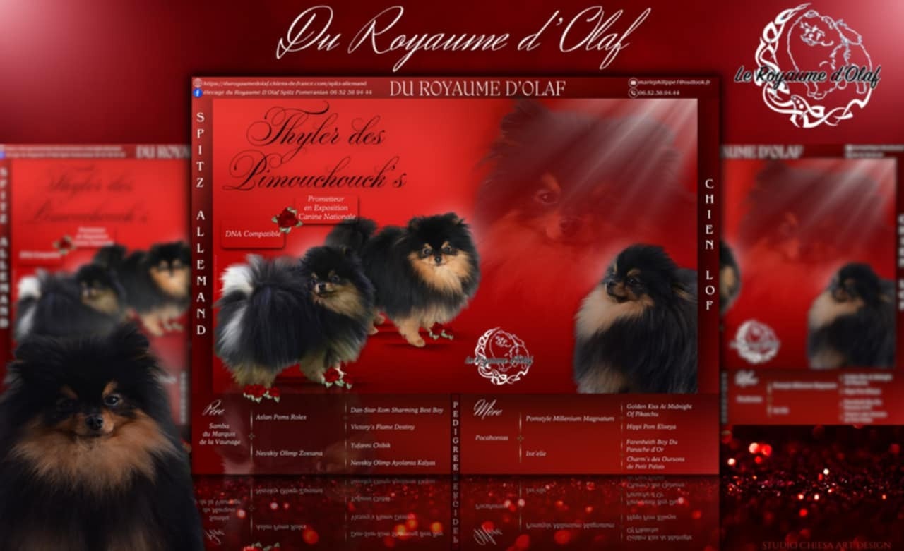 Publication : du Royaume d'Olaf