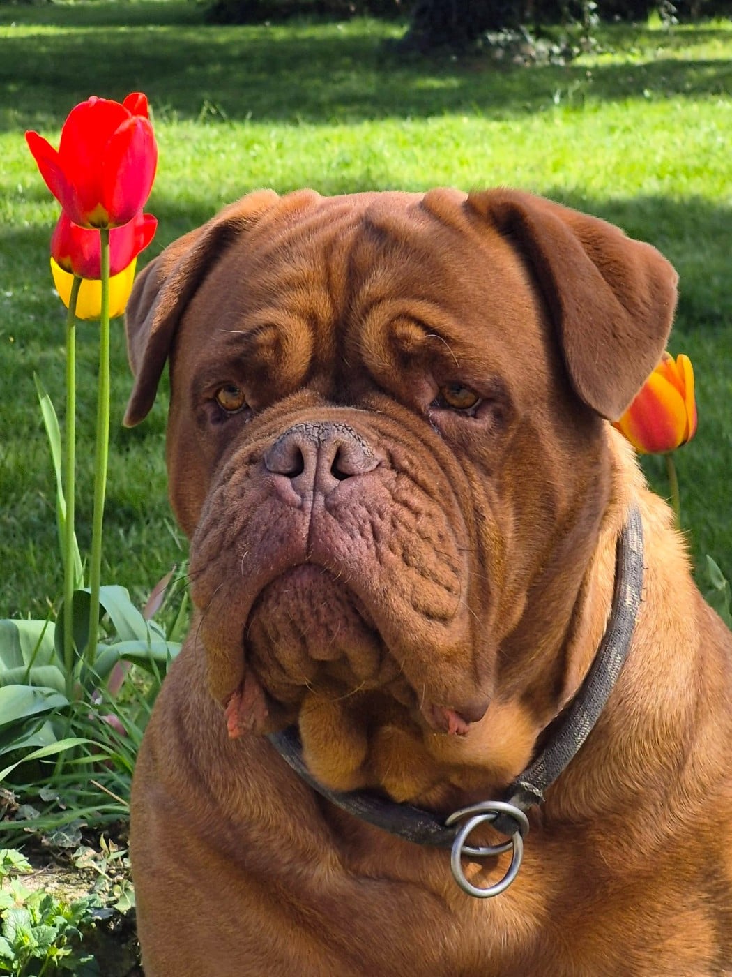 Scarlett de mont rebellis