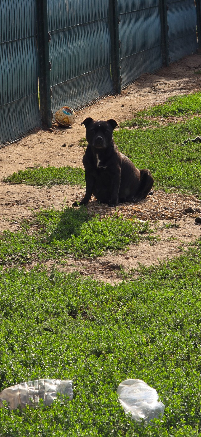 Publication : Du Domaine des Rois Canins  
