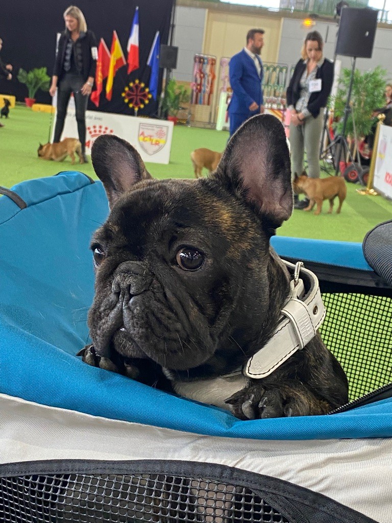 Publication : Bould'eros D'Olympe Auteur : Cendrine