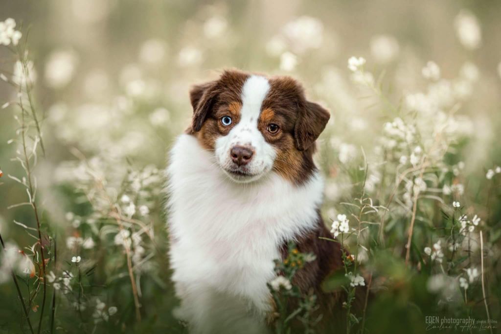 Red bulle give wings Of surf paradise