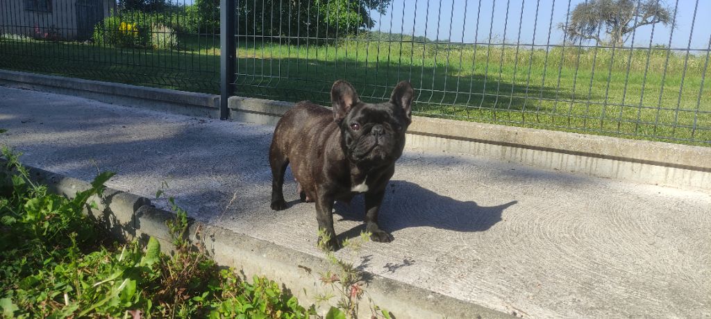 Publication : De La Futaie Des Merveilles