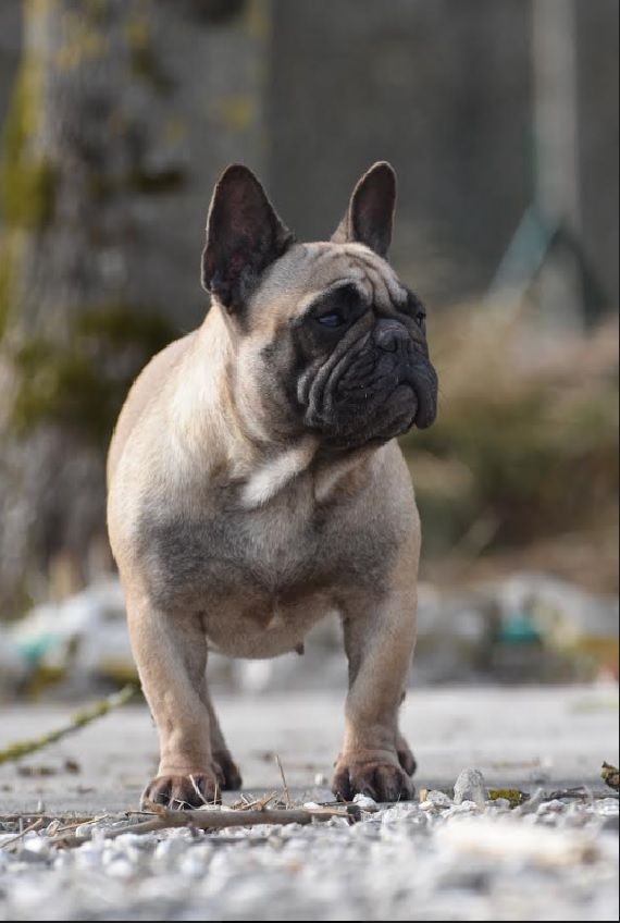 Publication : de l'Or Noir De Paris 