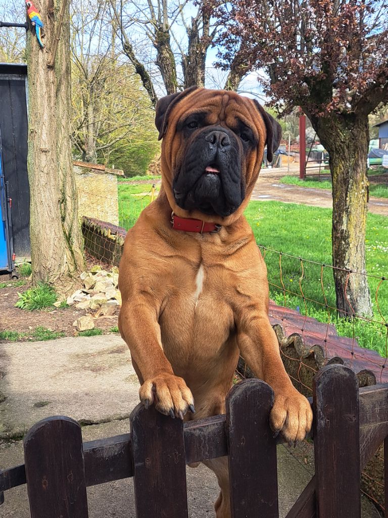  Auteur : Goldibull's