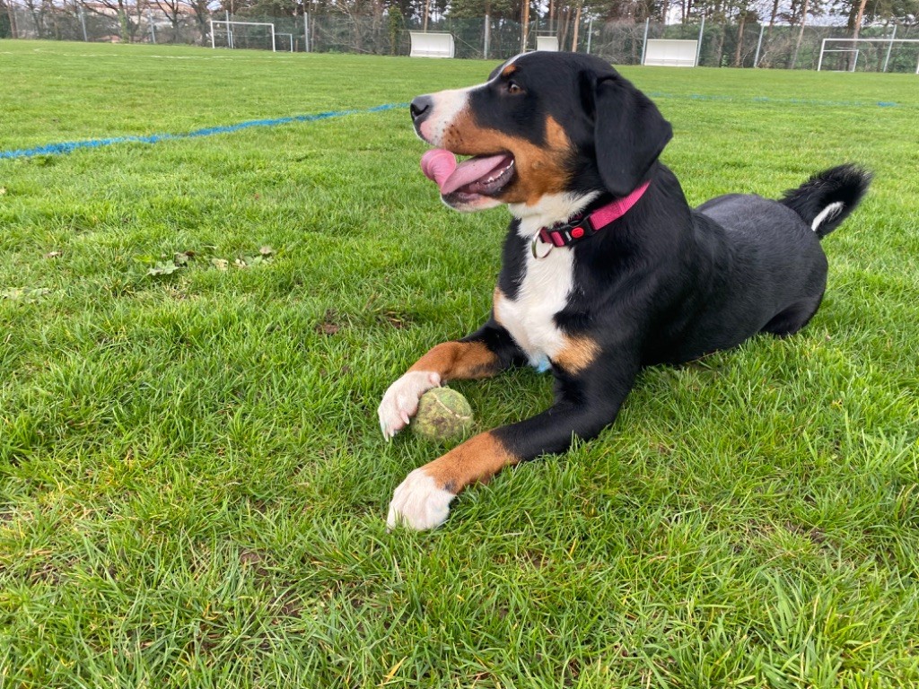 Publication : Des Monts Célestes