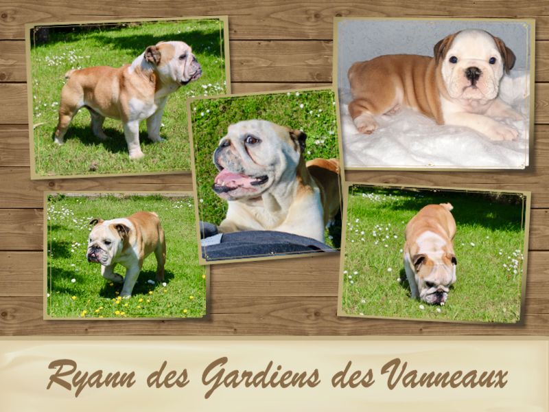 Publication : Des Gardiens Des Vanneaux