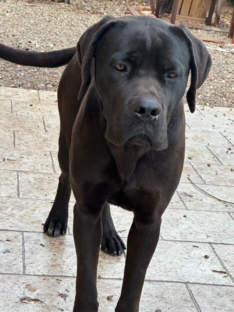 Publication : De La Cohorte Romaine Auteur : Jessica Biagi 