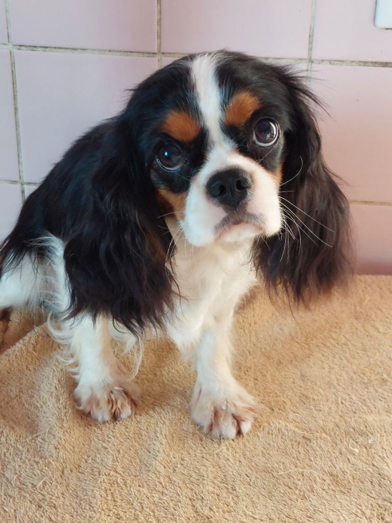 Publication : Du clos de larpege Auteur : Le Clos de Larpege