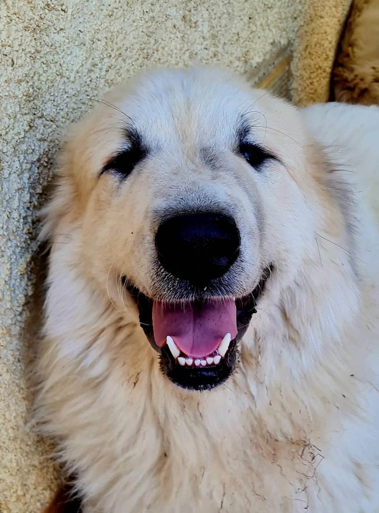 Publication : Des Gorges De Cauterets 