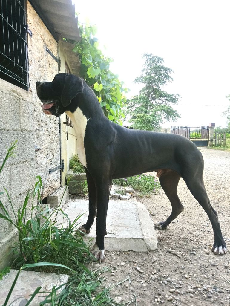 Publication : Du Domaine D'Orthos 