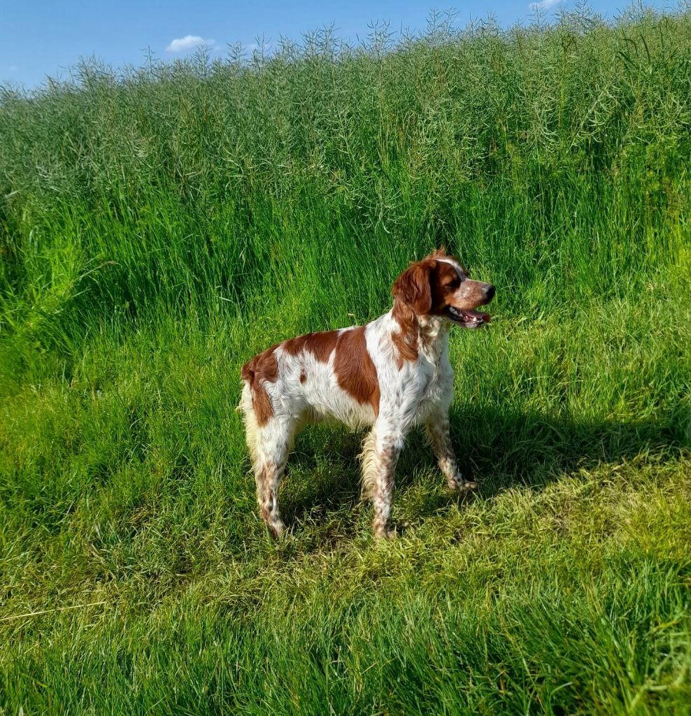 Publication : des bois de gland 