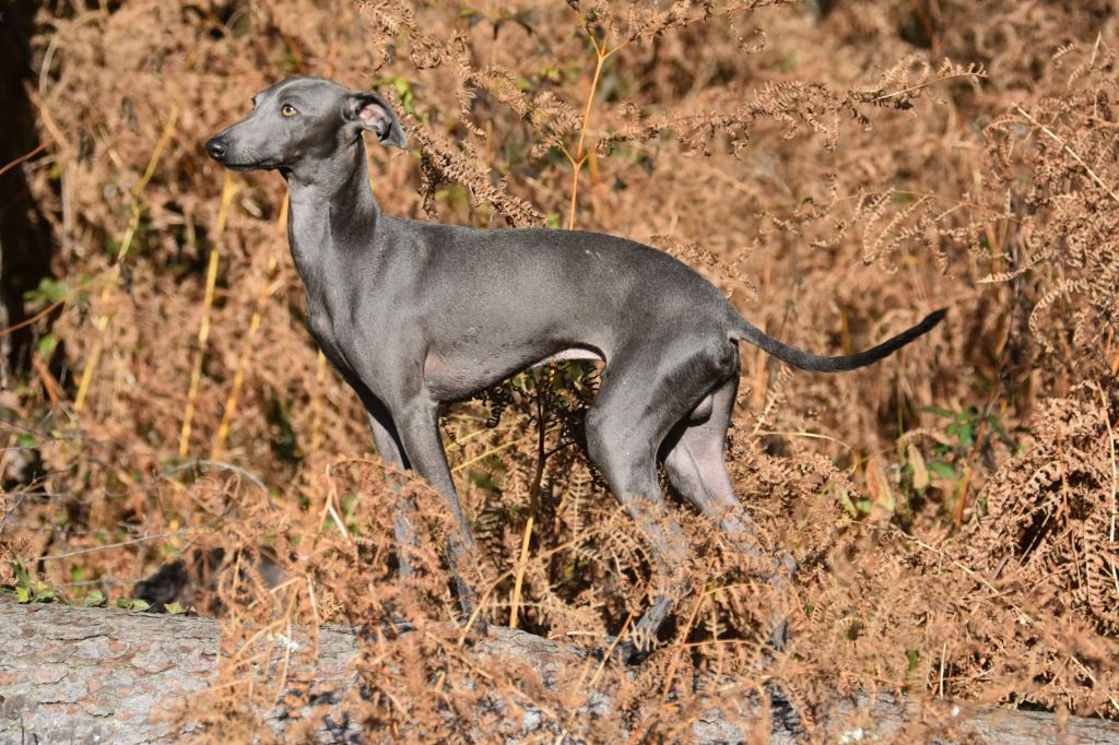 Publication : Des Fées De L'Or Blanc Auteur : I. LATOUR