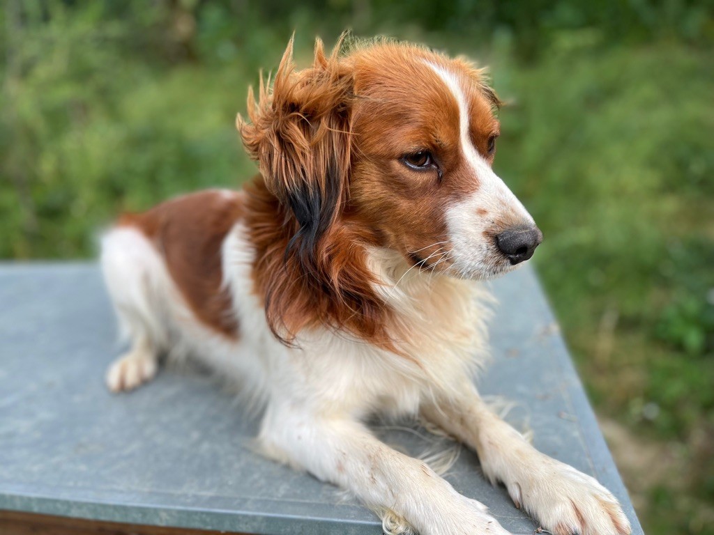 Publication : De La Ranche Du Chêne Auteur : BOTTON