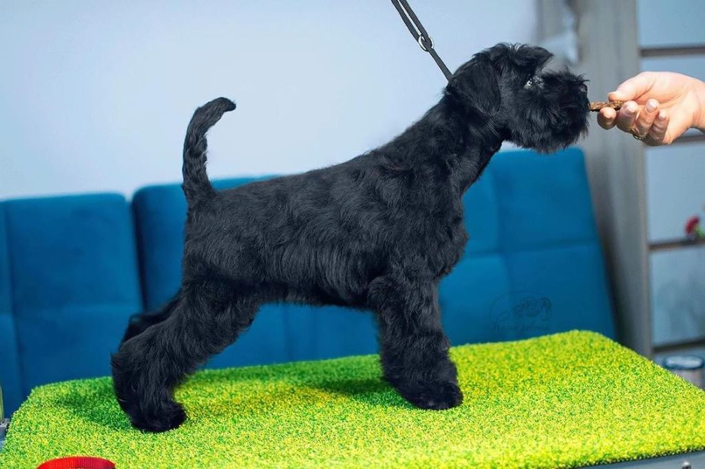 Publication : Des matins de cristal Auteur : Hajan Polonia