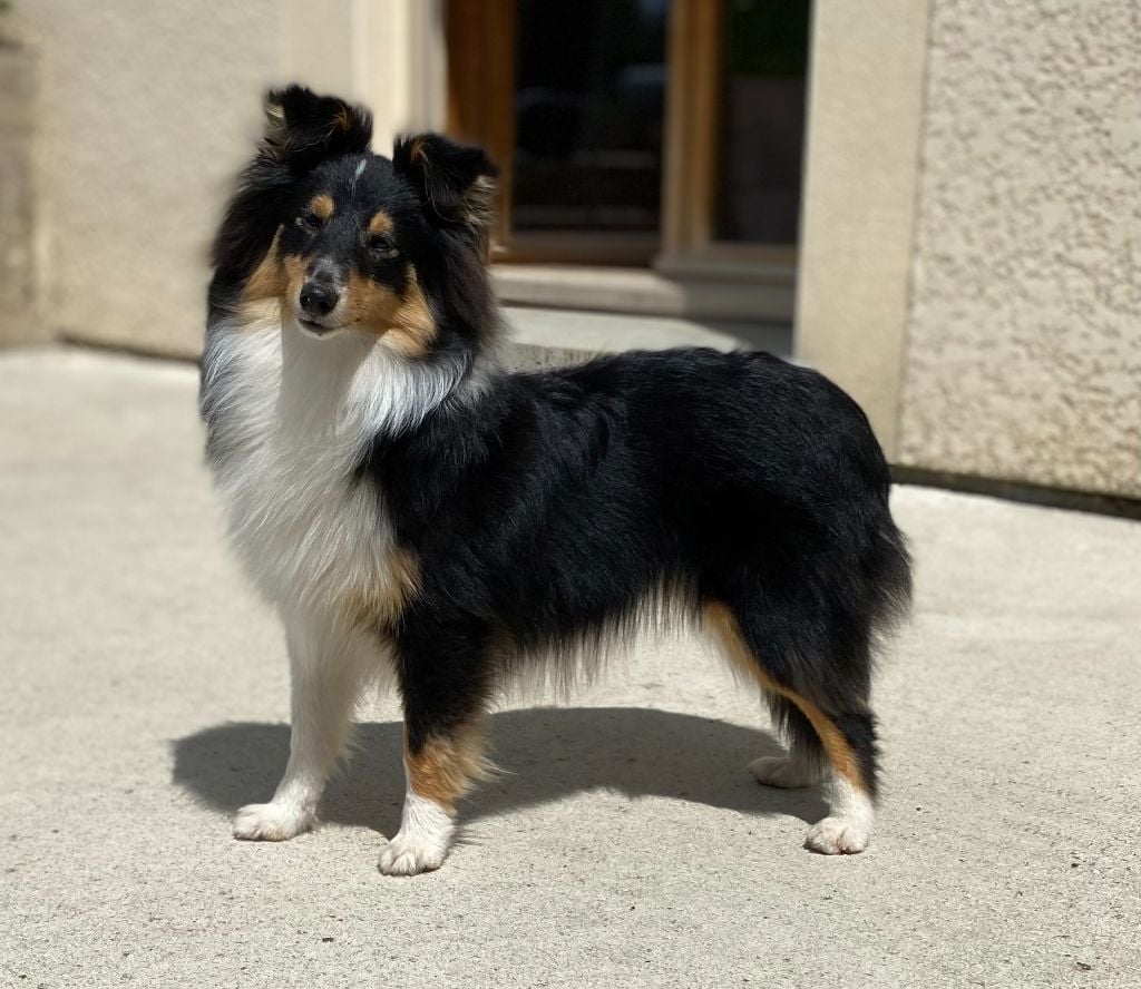 Publication : Des Shelties Des Hameaux