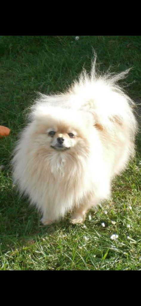 Houps de dame nature