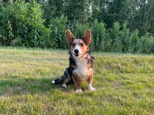 Publication : (Sans Affixe) Auteur : VDC