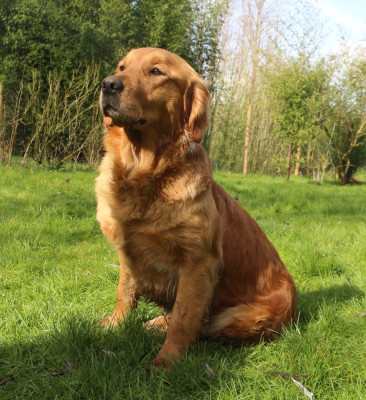 Étalon Golden Retriever - Sallie du vieux tilleul de Boistillet