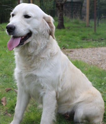 Étalon Golden Retriever - Sia dite sirus (Sans Affixe)