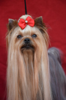 Étalon Yorkshire Terrier - CH. Horfeo's Ultimate summer giselle