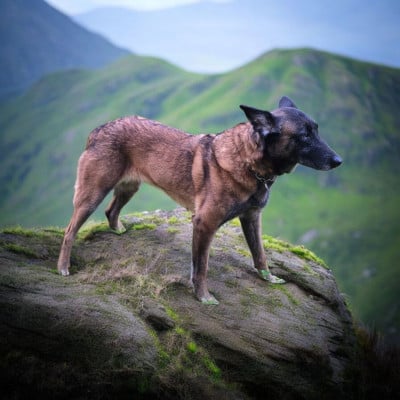 Étalon Berger Belge - Rafale dit hk de l'entre des ghost riders