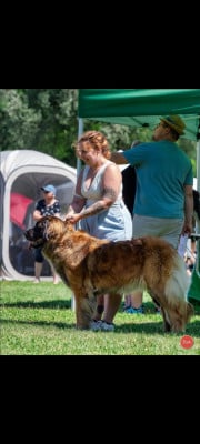 Étalon Leonberger - CH. Sitrouille dite shallow des Neuf Grains d'Or