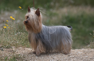 Étalon Australian Silky Terrier - CH. Philae de la Lande Barbot
