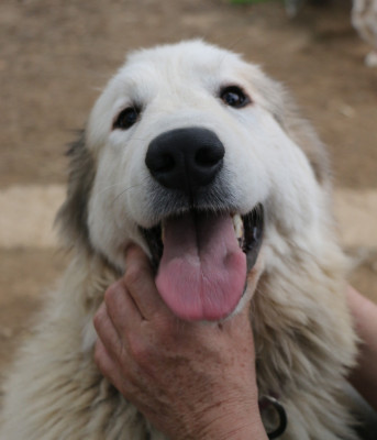 Étalon Chien de Montagne des Pyrenees - Ulciane de l'ours perlé
