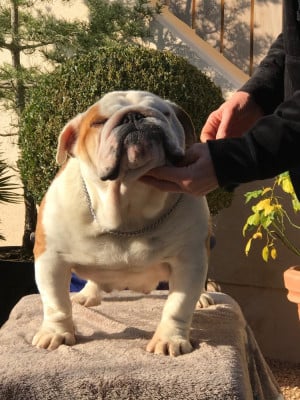 Étalon Bulldog Anglais - Sally's rose De planchevienne