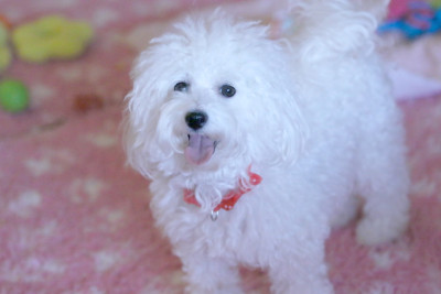 Étalon Bichon Frise - Sissi de la Felhotte