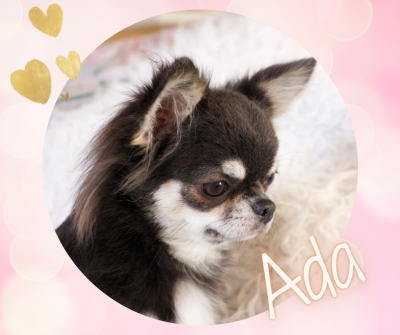 Étalon Chihuahua - Tohru honda ilharess