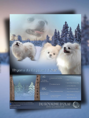 Étalon Spitz allemand - Thyana du Royaume d'Olaf