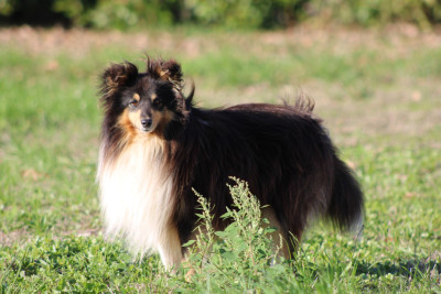 Étalon Shetland Sheepdog - Vanora Jone's Saphir