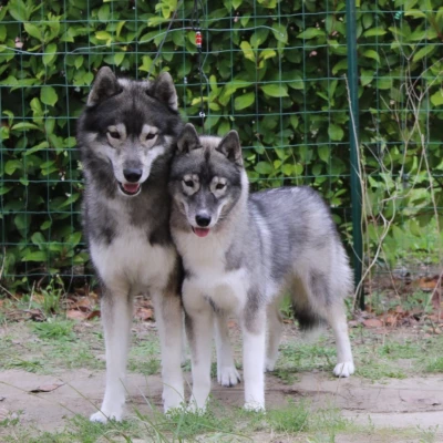 Étalon Siberian Husky - Trust Born Of Golden Winter