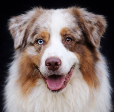 Étalon Berger Australien - fraytal' Party time