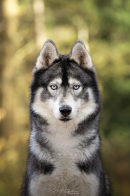 Étalon Siberian Husky - Rolling dit rio De La Vicharde