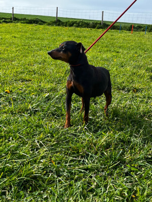 Étalon Pinscher nain - Pakita pakita du domaine des trolls