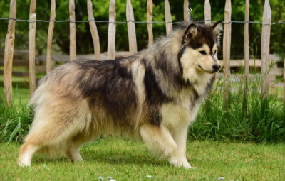 Étalon Chien finnois de Laponie - Remember unalaska des Collines de Sagne