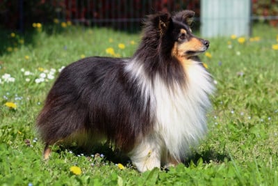 Étalon Shetland Sheepdog - Vanora Jone's Saphir