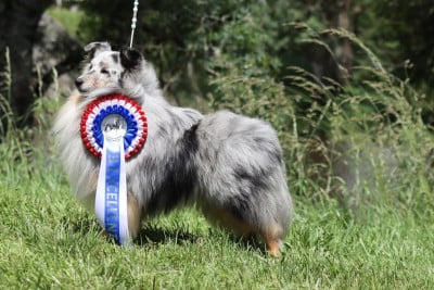 Étalon Shetland Sheepdog - CH. Rumplestiltskin Du vent des moissons