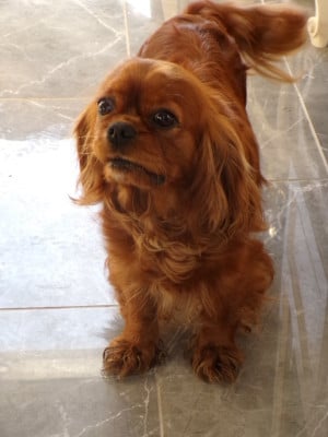 Étalon Cavalier King Charles Spaniel - Rose rouge Des Marais De Bremes